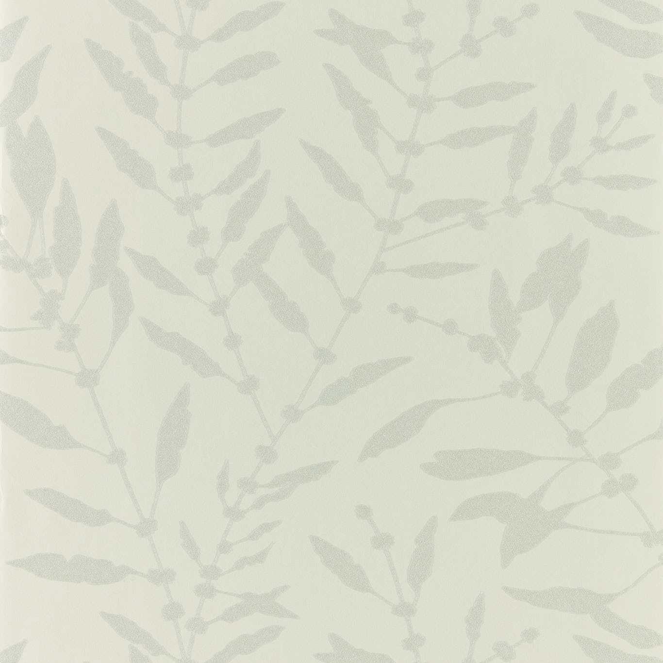 Chaconia Shimmer  111658